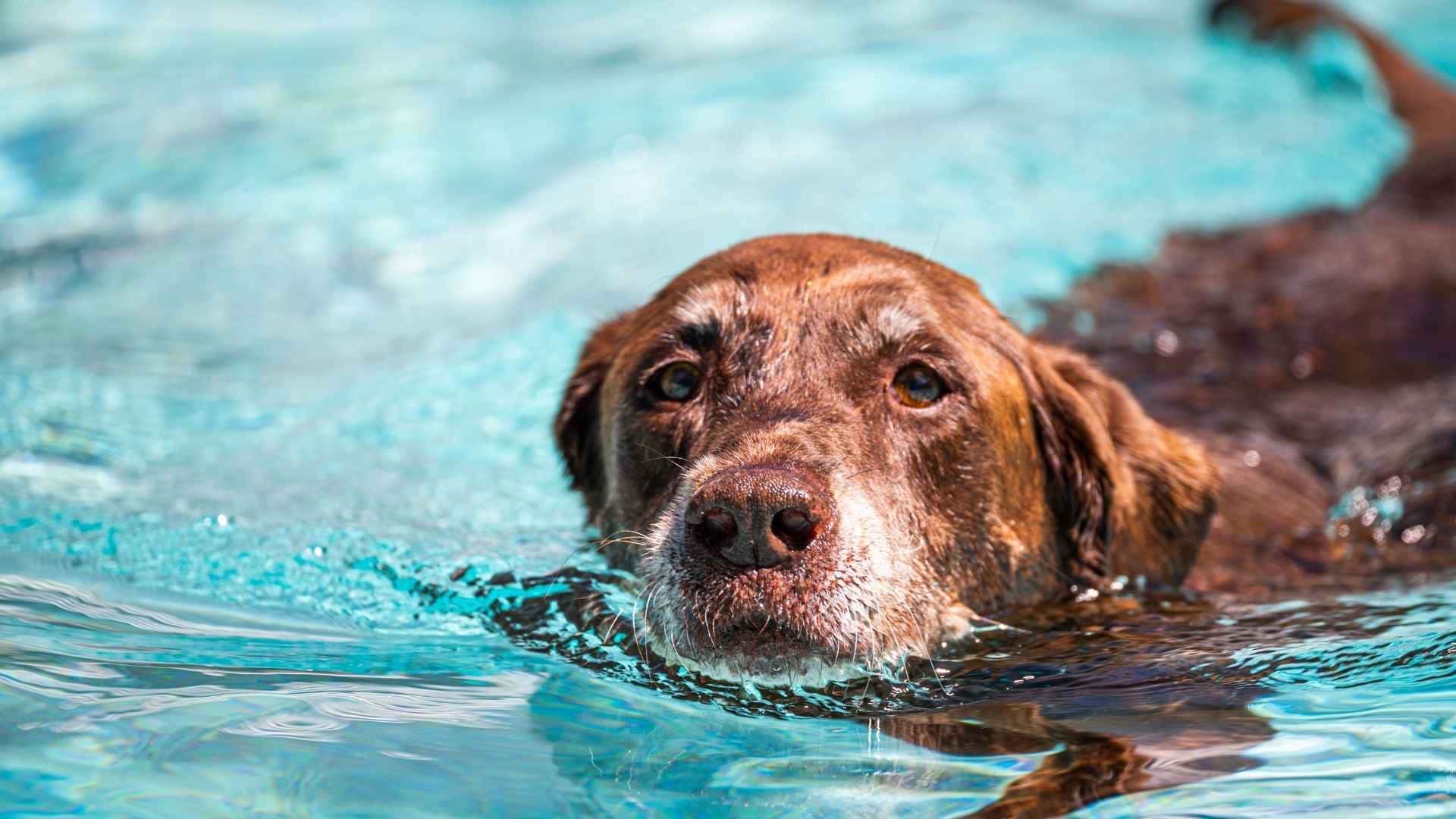 perro nadando en la piscina